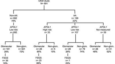 Renal and Cardiovascular Morbidities Associated with APOL1 Status among African-American and Non-African-American Children with Focal Segmental Glomerulosclerosis